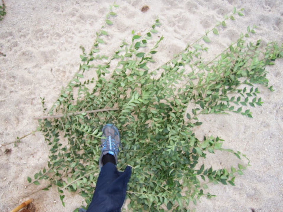 arb6.jpg