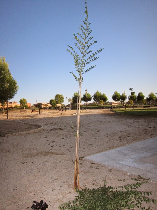 arb7.jpg