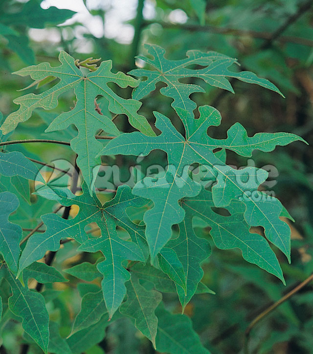 ARB_058.jpg