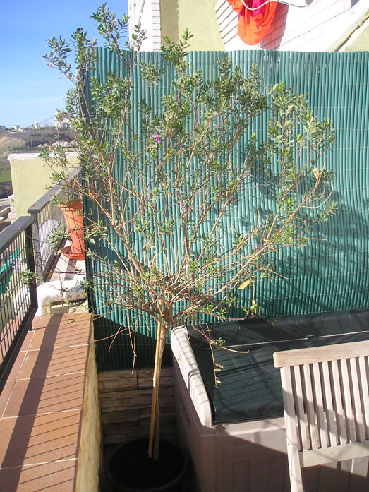 Árbol 1 copia.jpg