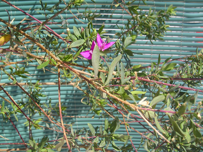 Árbol 1 detalle copia.jpg