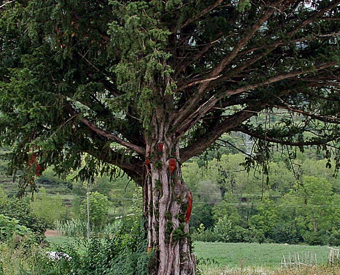árbol 2.jpg