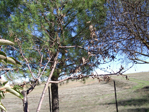 árbol 2.jpg