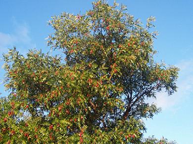 arbol%20Capilla%20a%20400.JPG