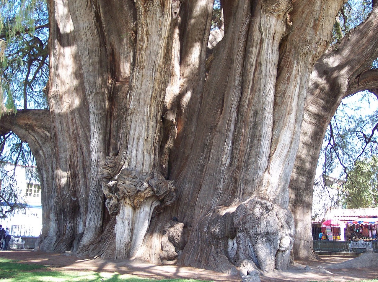arbol%252520del%252520tule%252520oaxaca.jpg