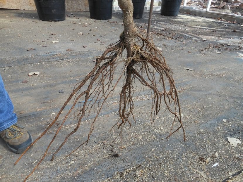 arbol-a-raiz-desnuda-830x623.jpg