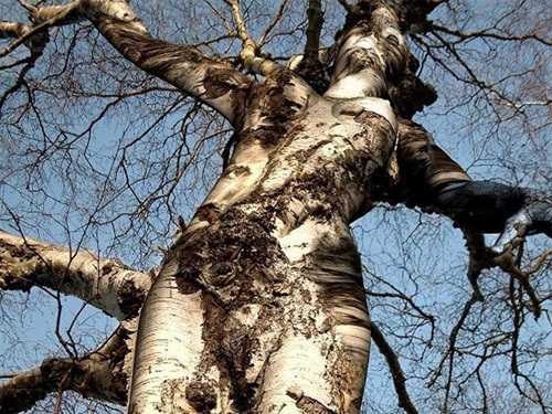 arbol-con-forma-humana.jpg