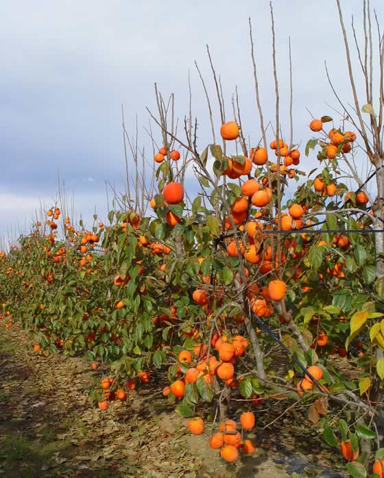 arbol-de-kaki.jpg