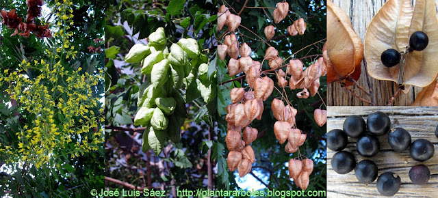 Arbol+de+los+Farolillos+Koelreuteria+paniculata+Flores+frutos+semillas+Fruits+seeds.jpg