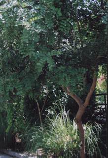 Arbol-desconocido.jpg