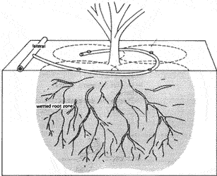 arbol.gif
