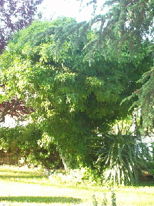 arbol-hiedra-petit.jpg
