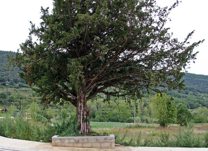 árbol?.jpg