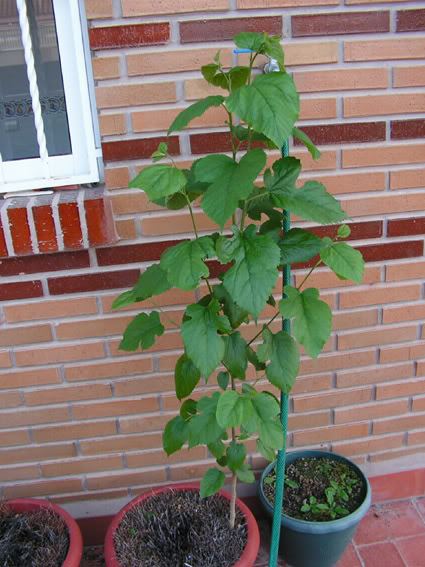 arbol.jpg