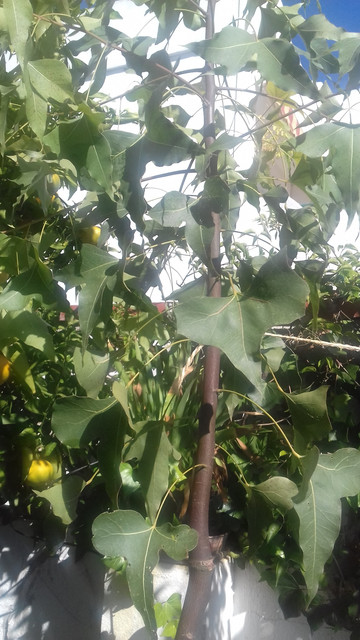 arbol.jpg