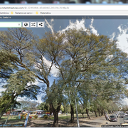 arbol.png