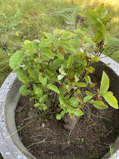 arbol-raro01.jpg