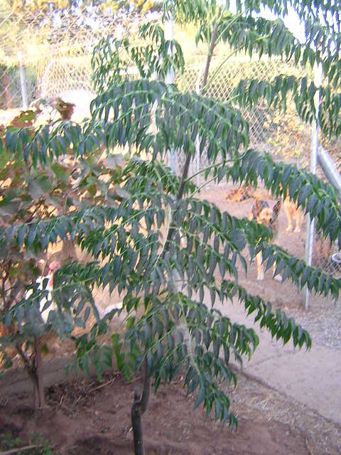 Arbol002.jpg