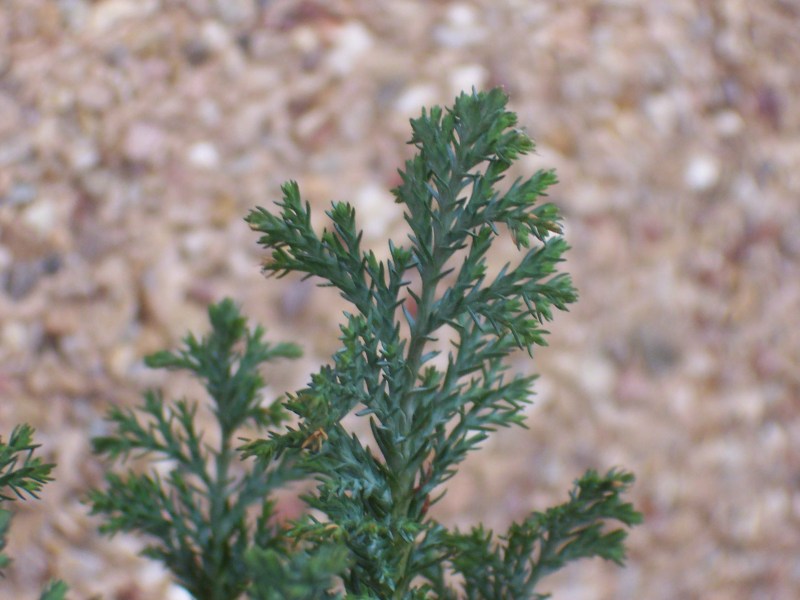 arbol1-detalle.jpg