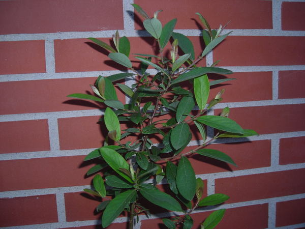 arbol1.jpg
