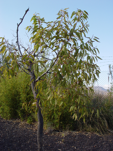 Árbol1.jpg