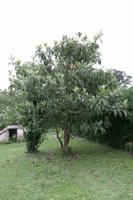 arbol1a_peque.jpg