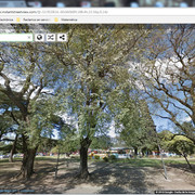 arbol2.jpg