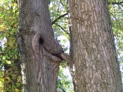 arbol2.pg.jpg