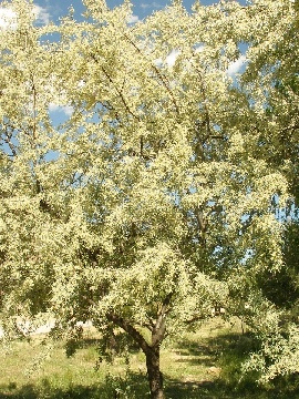 Arbol3%7E0.jpg