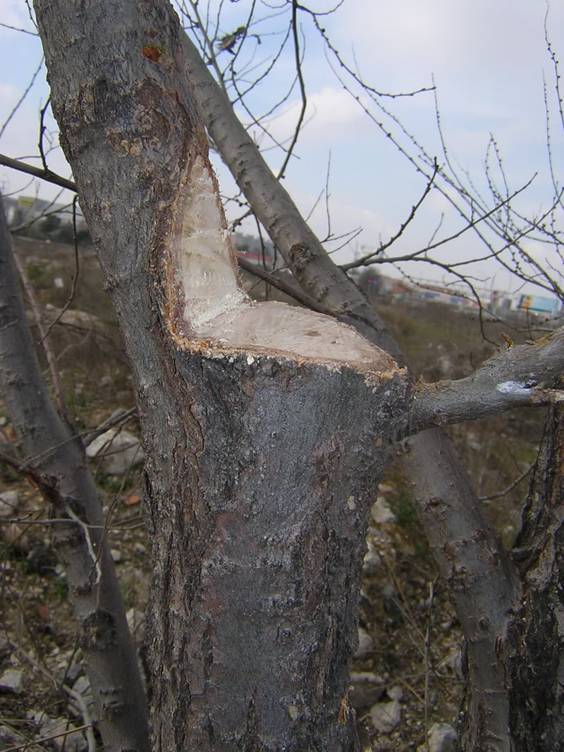 arbol3-jpg.113509.jpg