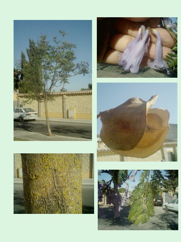 Arbol3.jpg