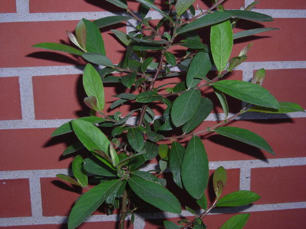 arbol3.jpg