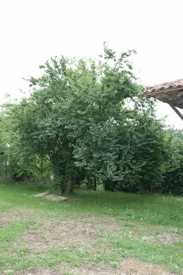 arbol3a_peque.jpg