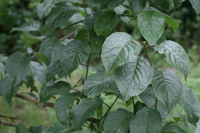 arbol3b_peque.jpg