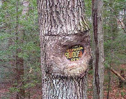 arbol4.jpg