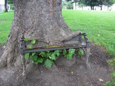 arbol6.jpg