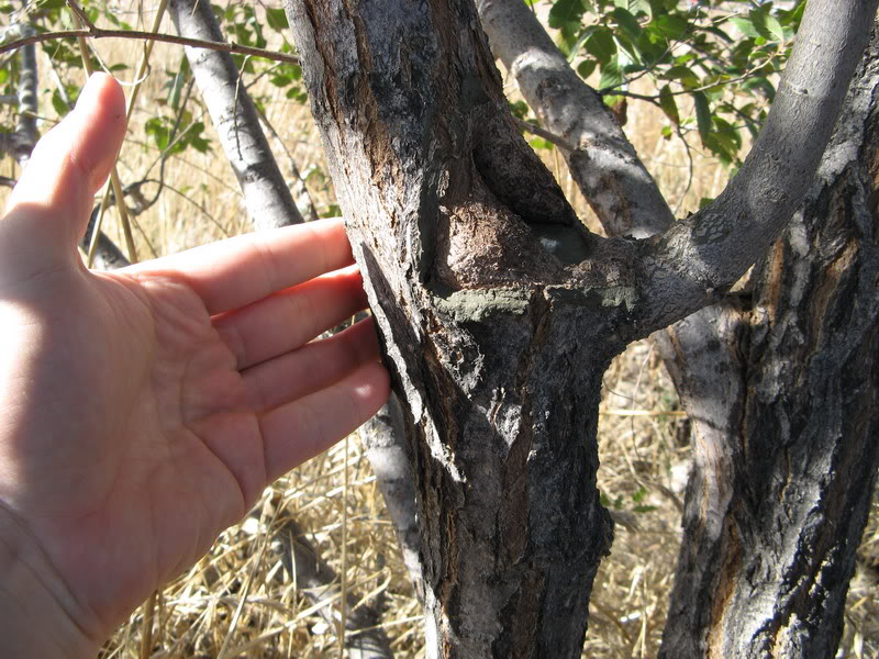 arbol8-jpg.113514.jpg