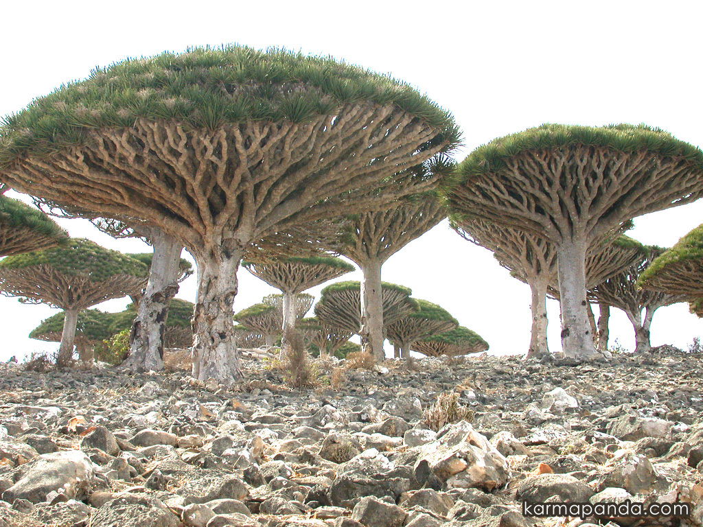 arbol_11.jpg