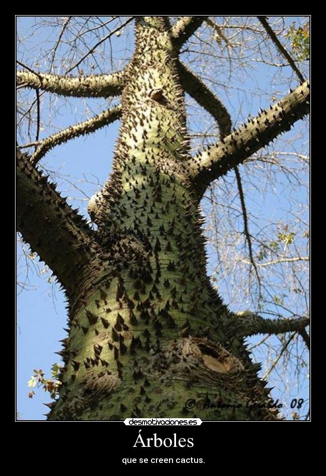 Arbol_botella_1.jpg