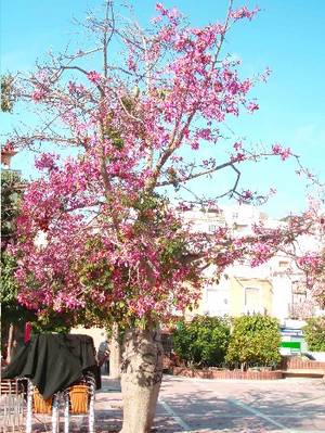 arbol_chorisia_especiosa_palo_borracho1.JPG