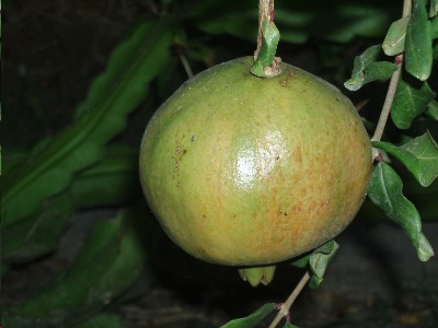arbol_de_granado_fruto_madurando.JPG