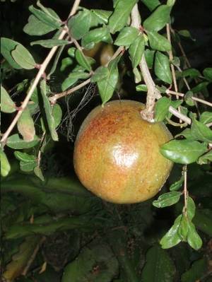 arbol_de_granado_fruto_maduro.JPG
