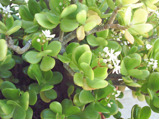 Arbol_de_jade1.jpg