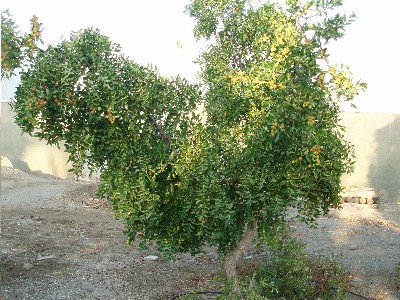arbol_jinjolero.JPG