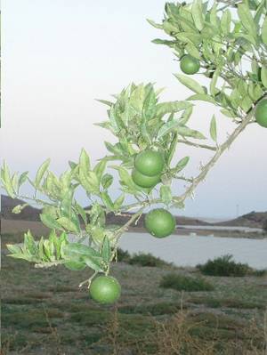arbol_naranjo_con_frutos_inmaduros.JPG