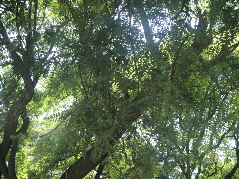 Arbol_NN_1.jpg