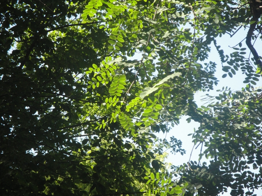 Arbol_NN_2.jpg