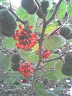 arbol_raro.jpg