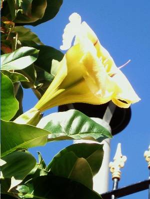 arbol_sin_identificar1.JPG