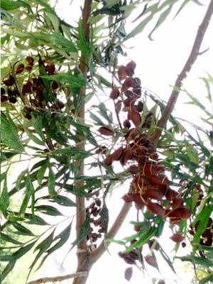 arbol_sin_identificar_semillas.JPG